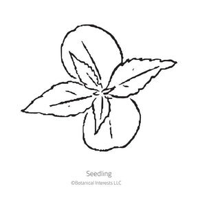 Botanical Interests, Inc. - Tom Thumb Blend Balsam Seeds