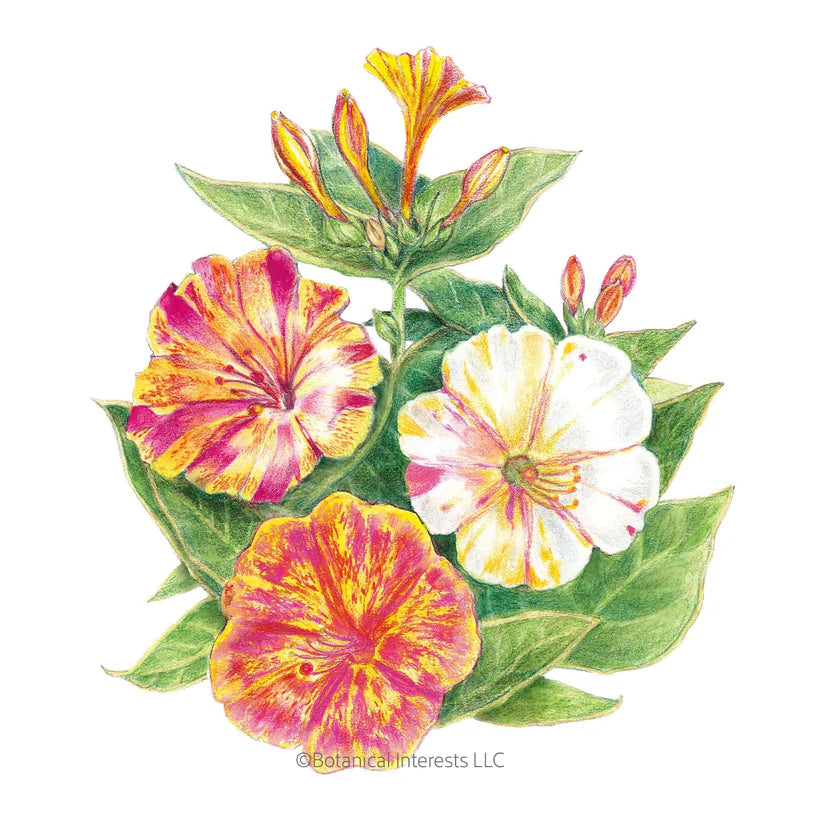 Botanical Interests, Inc. - Broken Colors Four o'Clock Seeds