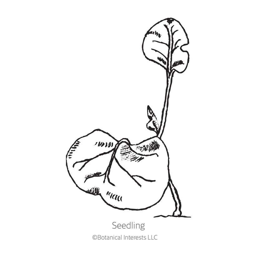 Botanical Interests, Inc. - Broken Colors Four o'Clock Seeds