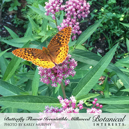 Botanical Interests, Inc. - Milkweed Irresistible Blend Seeds