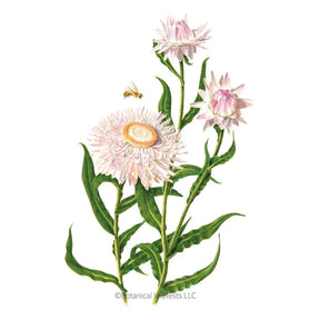 Botanical Interests, Inc. - King Size Silvery Rose Strawflower Seeds