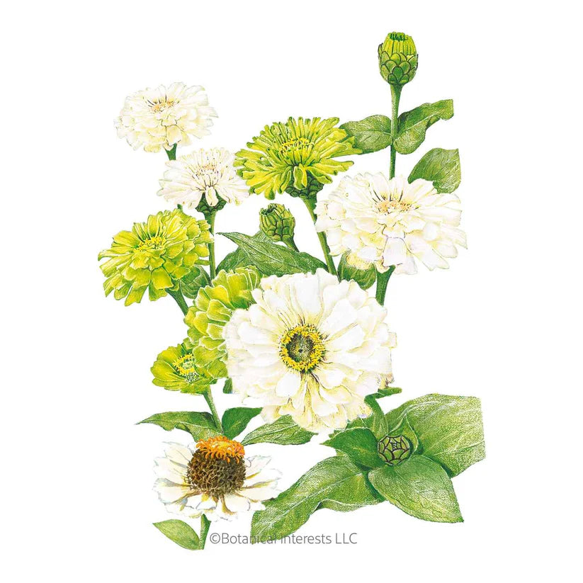 Botanical Interests, Inc. - Key Lime Pie Blend Zinnia Seeds - Southern Agriculture 