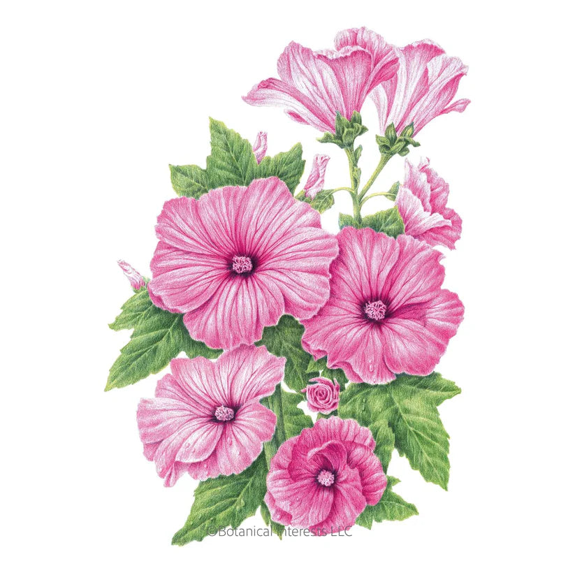 Botanical Interests, Inc. - Pink Rose Mallow Seeds