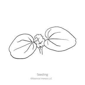Botanical Interests, Inc. - Pink Rose Mallow Seeds