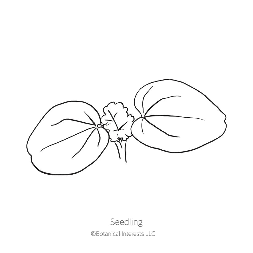 Botanical Interests, Inc. - Pink Rose Mallow Seeds
