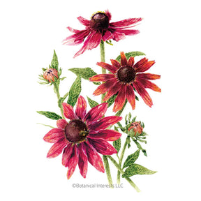 Botanical Interests, Inc. - Black-Eyed Susan Cherry Brandy Seeds