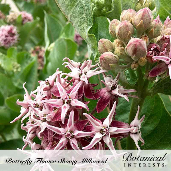 Botanical Interests, Inc. - Milkweed Showy Seeds - Southern Agriculture 