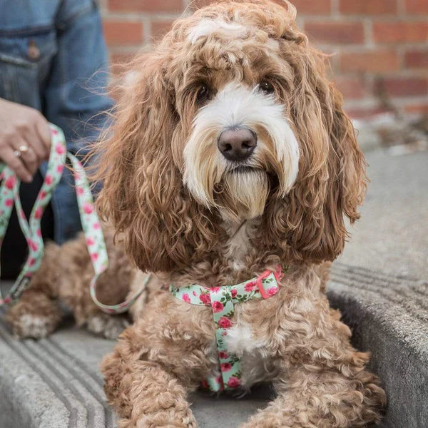 Blueberry Pet - Turquoise | Petal Paws Floral Dog Harness