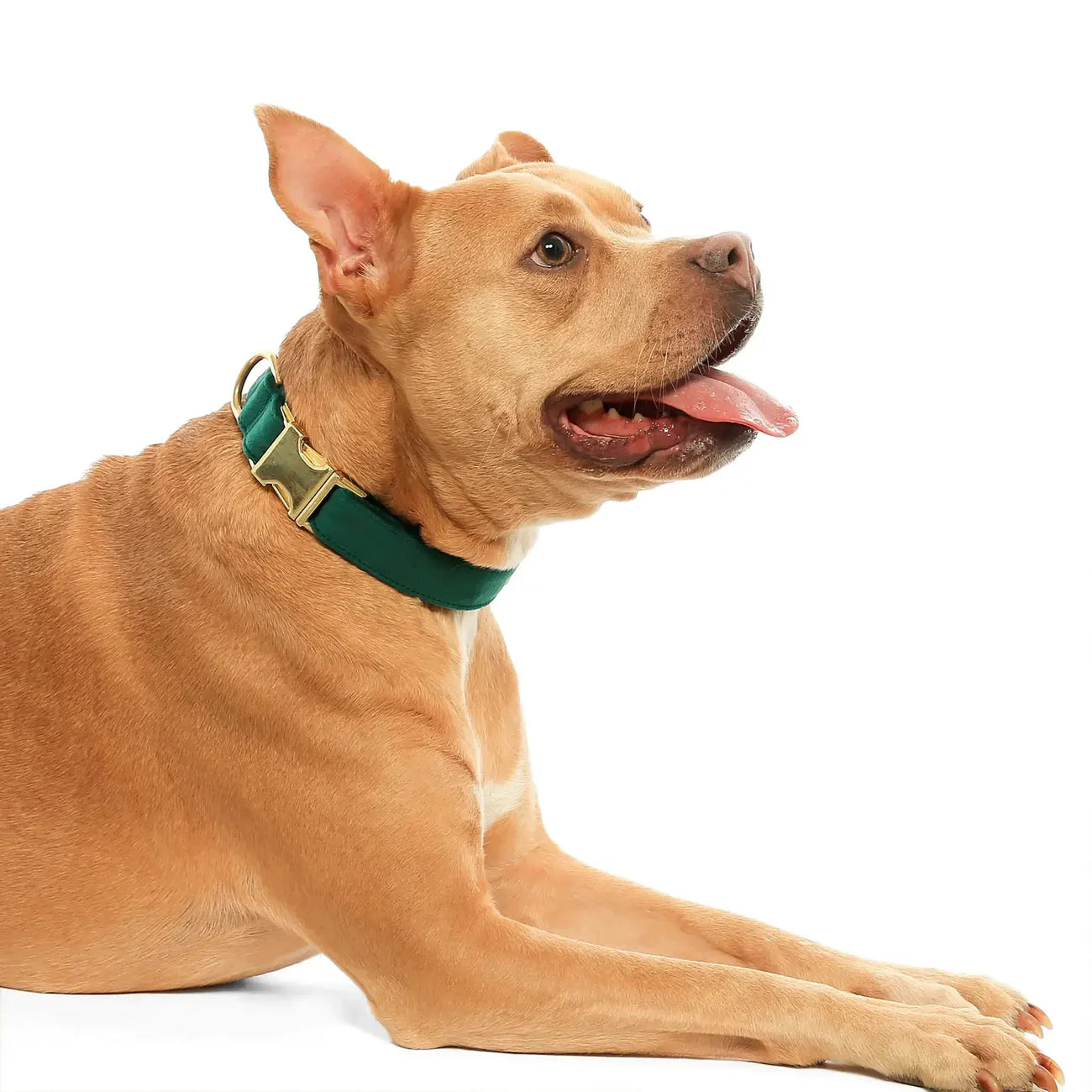 The Foggy Dog - Dog Collar Forest Green
