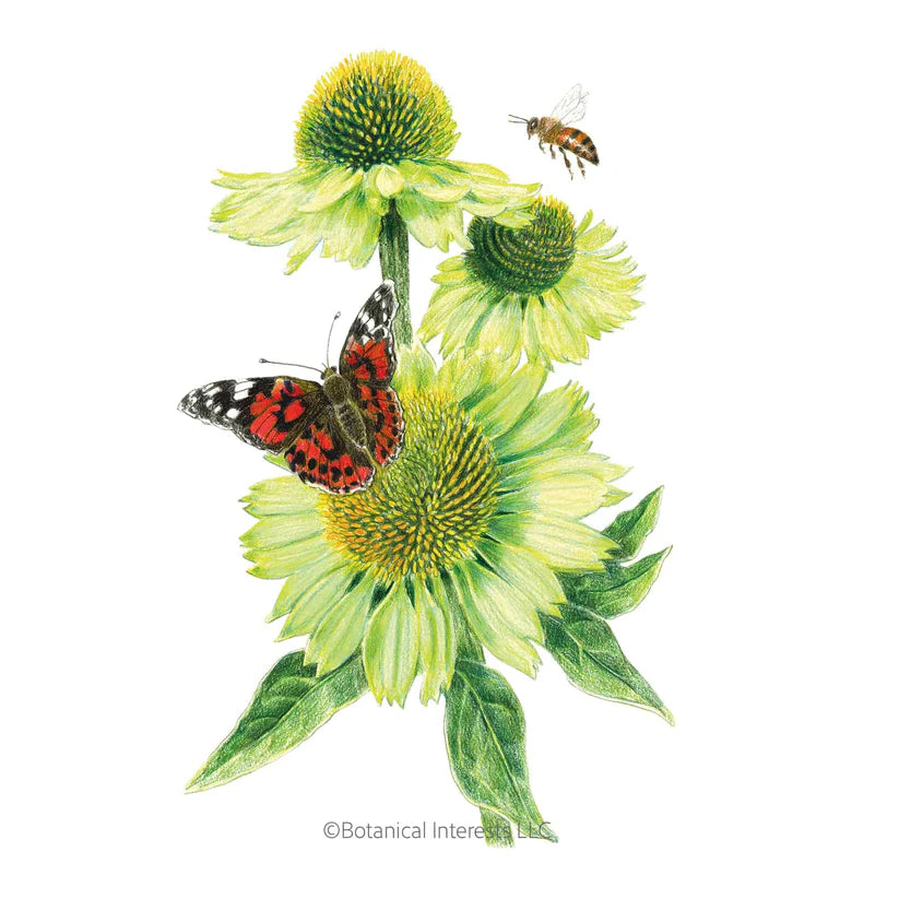Botanical Interests, Inc. - Pride Echinacea Seeds