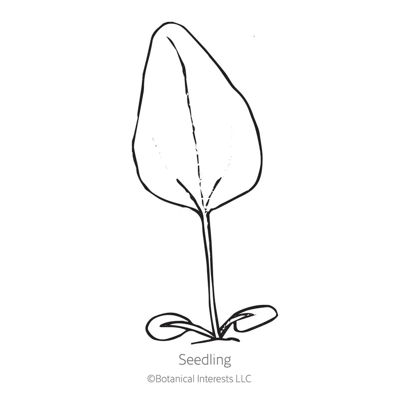 Botanical Interests, Inc. - Pride Echinacea Seeds