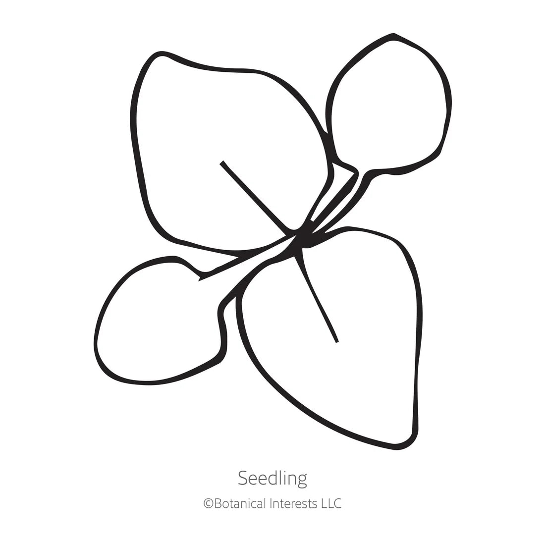 Botanical Interests, Inc. - Ageratum Blue Planet Hybrid Seeds