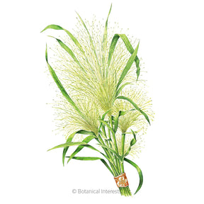 Botanical Interests, Inc. - Grass Frosted Explosion Seeds