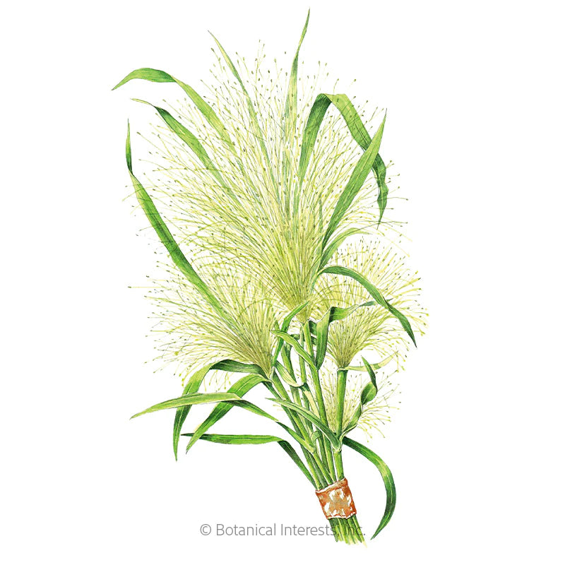 Botanical Interests, Inc. - Grass Frosted Explosion Seeds