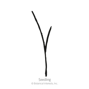 Botanical Interests, Inc. - Grass Frosted Explosion Seeds