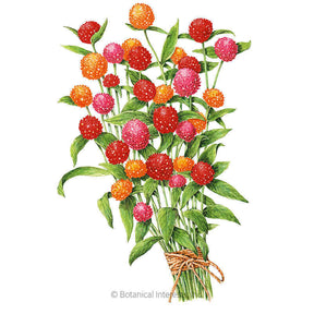 Botanical Interests, Inc. - Gomphrena QIS Fiery Sunrise Blend T 2