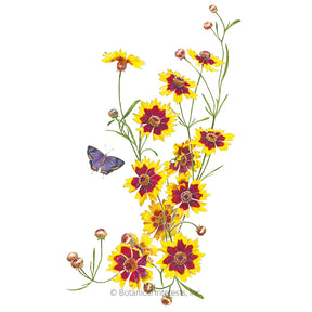 Botanical Interests, Inc. - Coreopsis Plains Coreopsis Seeds