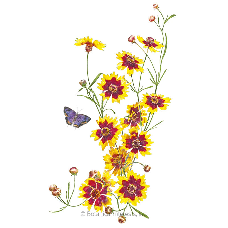 Botanical Interests, Inc. - Coreopsis Plains Coreopsis Seeds