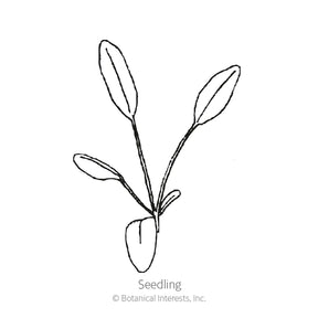 Botanical Interests, Inc. - Coreopsis Plains Coreopsis Seeds