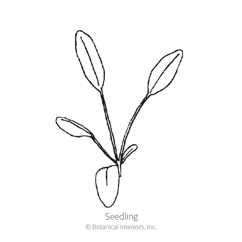 Botanical Interests, Inc. - Coreopsis Plains Coreopsis Seeds
