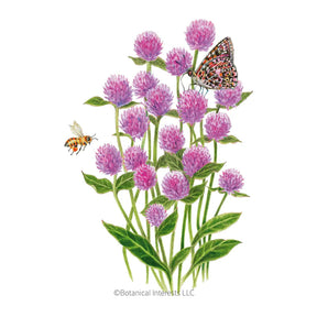 Botanical Interests, Inc. - Lavender Lady Gomphrena Seeds