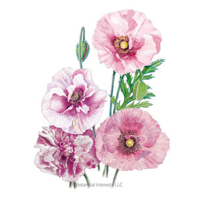 Botanical Interests, Inc. - Poppy Corn Pandora Seeds