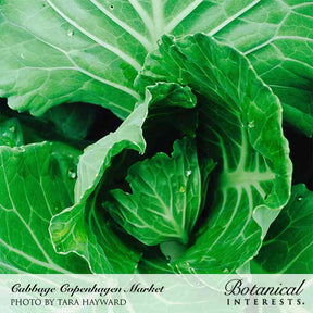Botanical Interests, Inc. - Cabbage Copenhagen Market Seeds