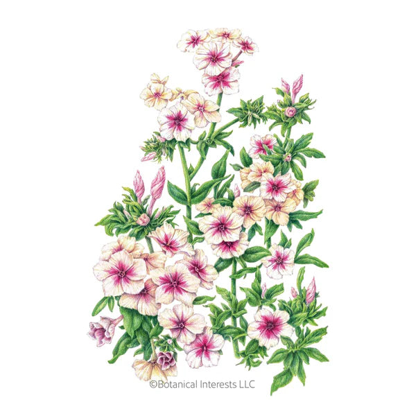 Botanical Interests, Inc. - Phlox Cherry Caramel Seeds