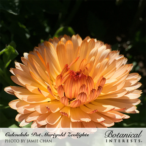 Botanical Interests, Inc. - Zeolights Calendula Seeds - Southern Agriculture 