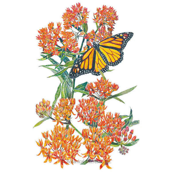 Botanical Interests, Inc. - Milkweed Butterfly Flower Seeds - Southern Agriculture 