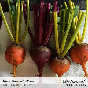 Botanical Interests, Inc. - Gourmet Blend Beet - Southern Agriculture 
