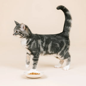 Petshop by Fringe Studio - Cat Saucer Ivory