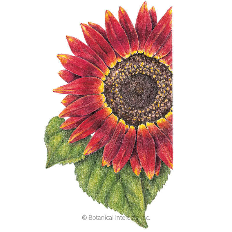 Botanical Interests, Inc. - Evening Sun Sunflower Seeds