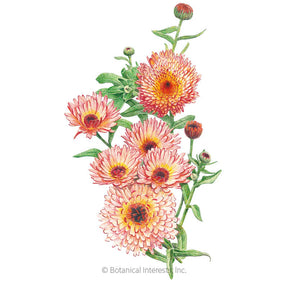 Botanical Interests, Inc. - Zeolights Calendula Seeds - Southern Agriculture 