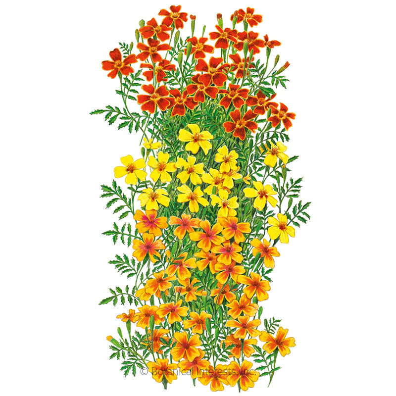 Botanical Interests, Inc. - Marigold Signet Gem Blend Organic Seeds