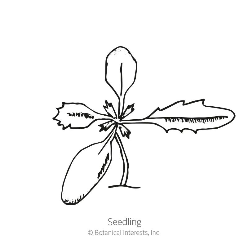 Botanical Interests, Inc. - Marigold Signet Gem Blend Organic Seeds