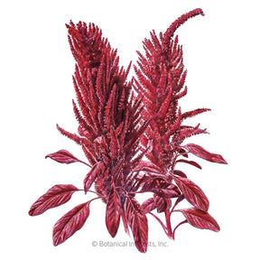 Botanical Interests, Inc. - Burgundy Amaranth Seeds - Southern Agriculture 