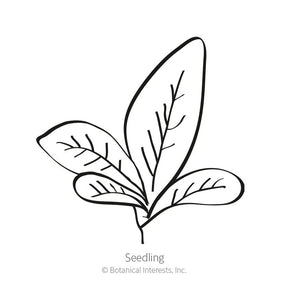 Botanical Interests, Inc. - Burgundy Amaranth Seeds - Southern Agriculture 