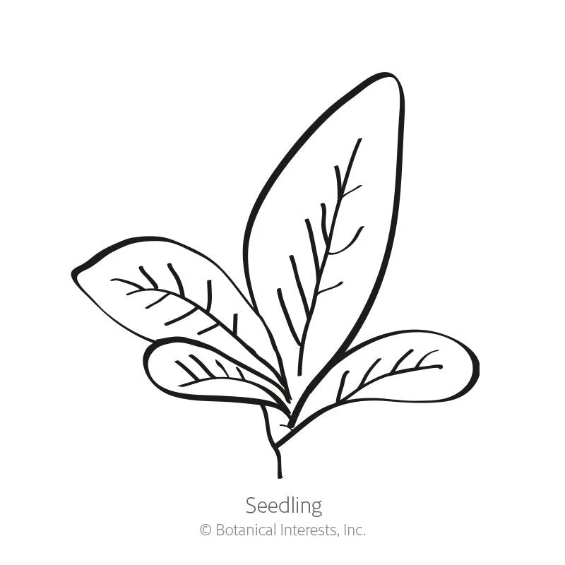 Botanical Interests, Inc. - Burgundy Amaranth Seeds - Southern Agriculture 