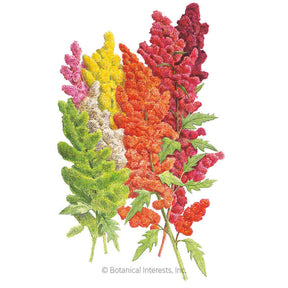 Botanical Interests, Inc. - Brightest Brilliant Rainbow Quinoa Seeds - Southern Agriculture 