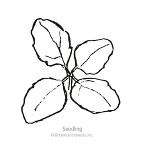 Botanical Interests, Inc. - Brightest Brilliant Rainbow Quinoa Seeds - Southern Agriculture 