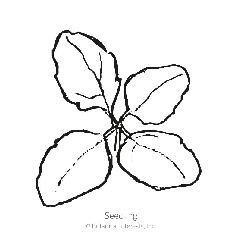 Botanical Interests, Inc. - Brightest Brilliant Rainbow Quinoa Seeds - Southern Agriculture 