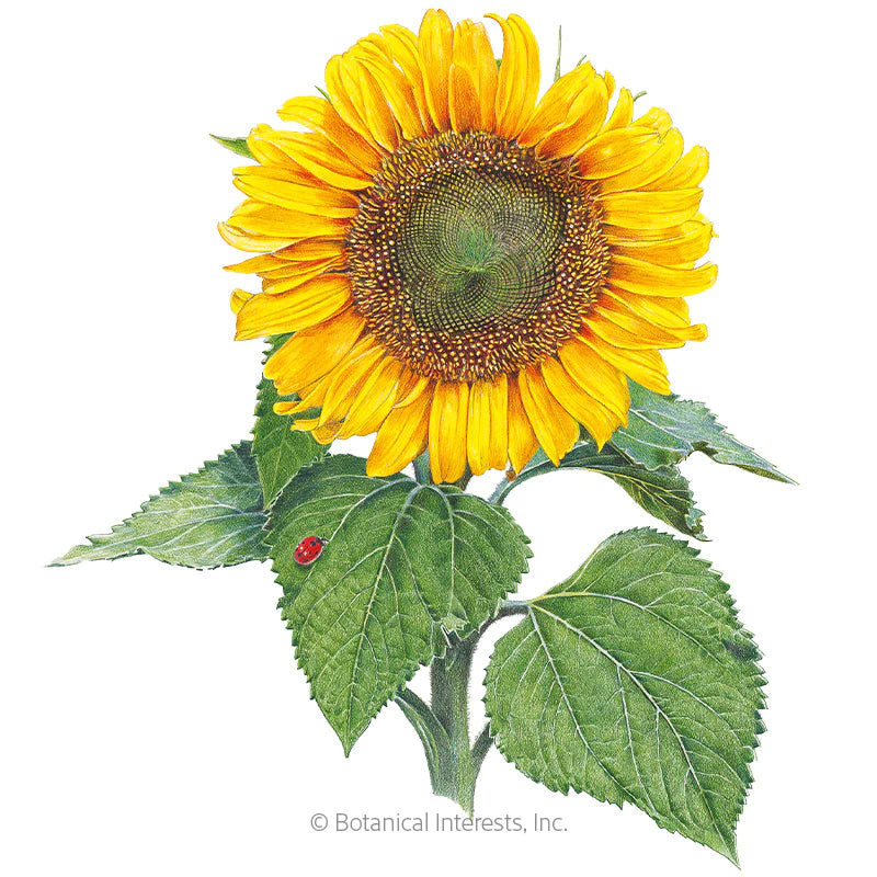 Botanical Interests, Inc. - Sunflower Dwarf Sunspot Organic Seeds