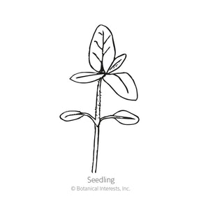 Botanical Interests, Inc. - Sunflower Dwarf Sunspot Organic Seeds