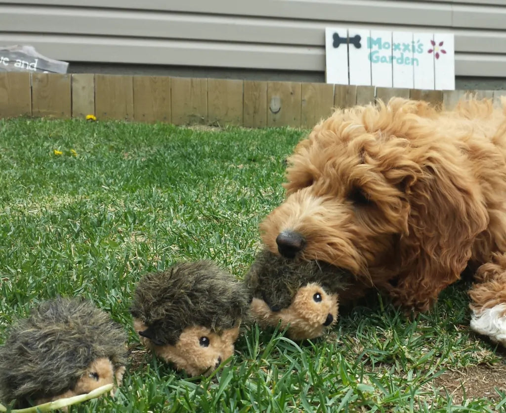 ZippyPaws - Miniz Hedgehog (3 pack) - Southern Agriculture 
