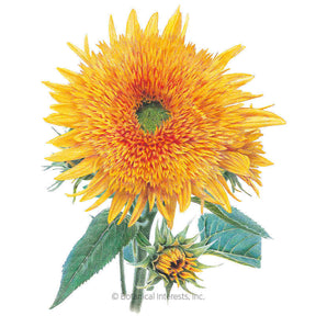 Botanical Interests, Inc. - Goldy Honey Bear Sunflower Seeds - Southern Agriculture 
