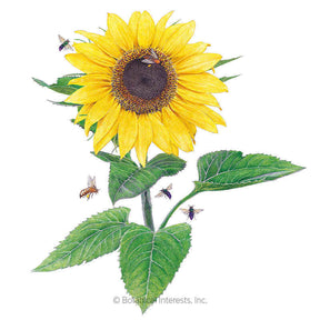 Botanical Interests, Inc. - Lemon Queen Sunflower Seeds