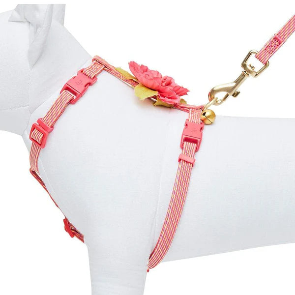 Blueberry Pet - Diagonal Striped Cat Leash & Harness Set