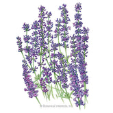 Botanical Interests, Inc. - Lavender Dwarf Munstead Organic Seeds - Southern Agriculture 