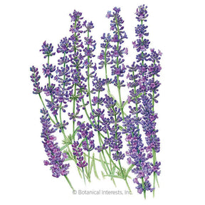 Botanical Interests, Inc. - Lavender Dwarf Munstead Organic Seeds - Southern Agriculture 